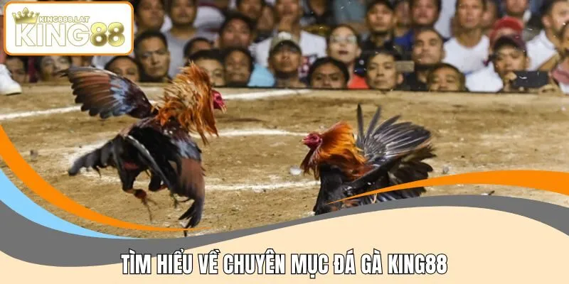 Tìm hiểu về chuyên mục đá gà KING88